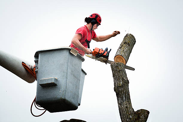 Best Palm Tree Trimming  in Gunbarrel, CO